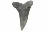 Fossil Mako Tooth - Lee Creek (Aurora), NC #220192-1
